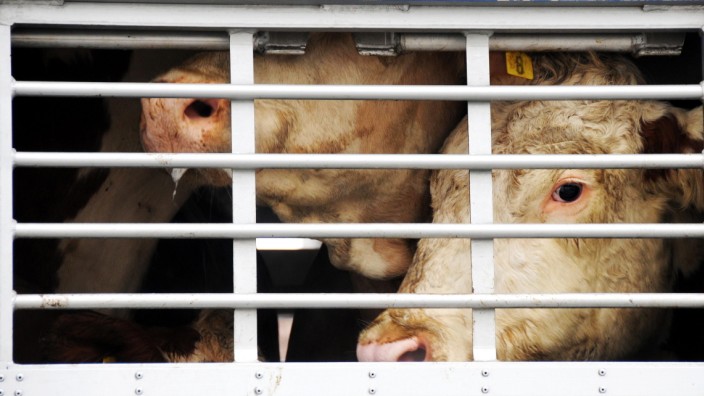 Umweltministerium: Lange Tiertransporte sind purer Stress für Rinder und Schweine.