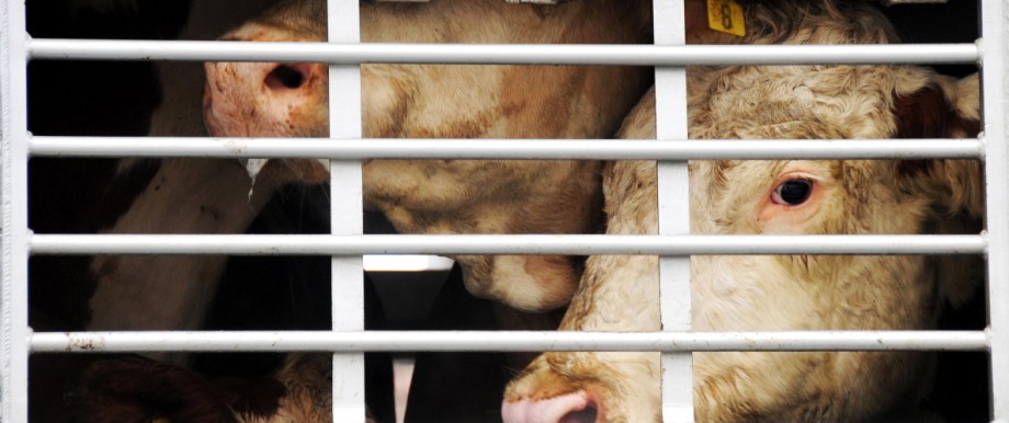 Tiertransporte: Für die Tiere ist es eine Tortur, wenn sie über Tausende Kilometer transportiert werden.