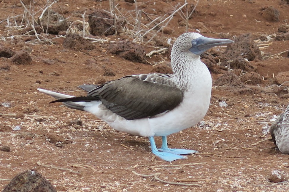 Ein Blaufußtölpel auf den Galapagosinseln
