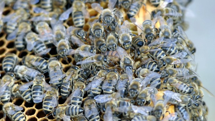 Volksbegehren: Das Volksbegehren setzt sich nicht nur für Bienen ein, sondern generell für mehr Artenschutz.