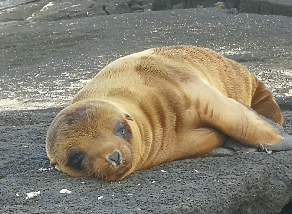 Ein Seelöwe liegt auf den Galapagosinseln in der Sonne.