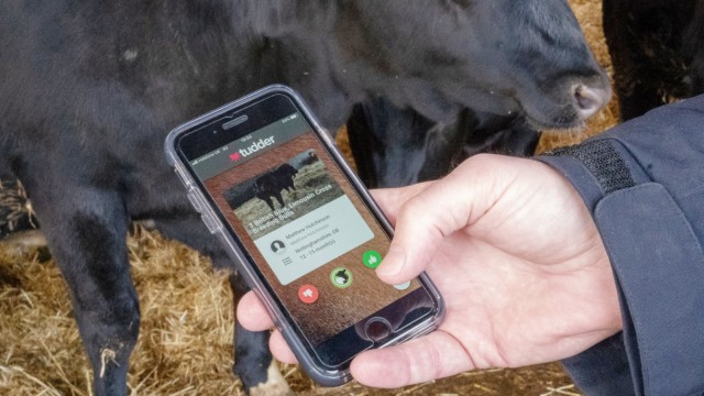 Tinder-inspired app called Tudder is demonstrated at a farm in Hampshire