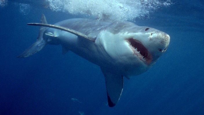 Weiße Haie: Der Weiße Hai ist einer der ältesten Meeresbewohner überhaupt - entwicklungsgeschichtlich gesehen.