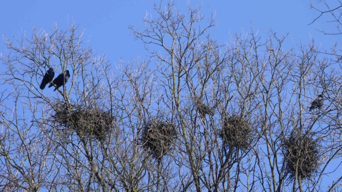 Dachau: Die Krähen bevölkern Bäume an verschiedenen Orten in Dachau und bauen dort ihre Nester in die Äste.