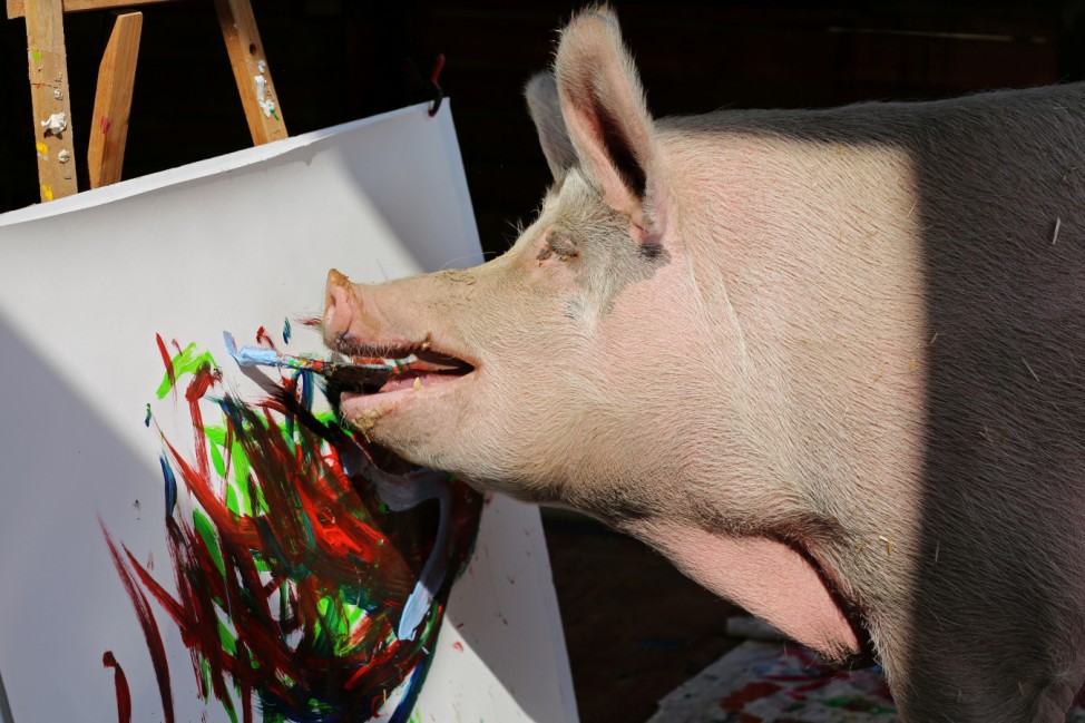 Pigcasso, a rescued pig, paints on a canvas at the Farm Sanctuary in Franschhoek