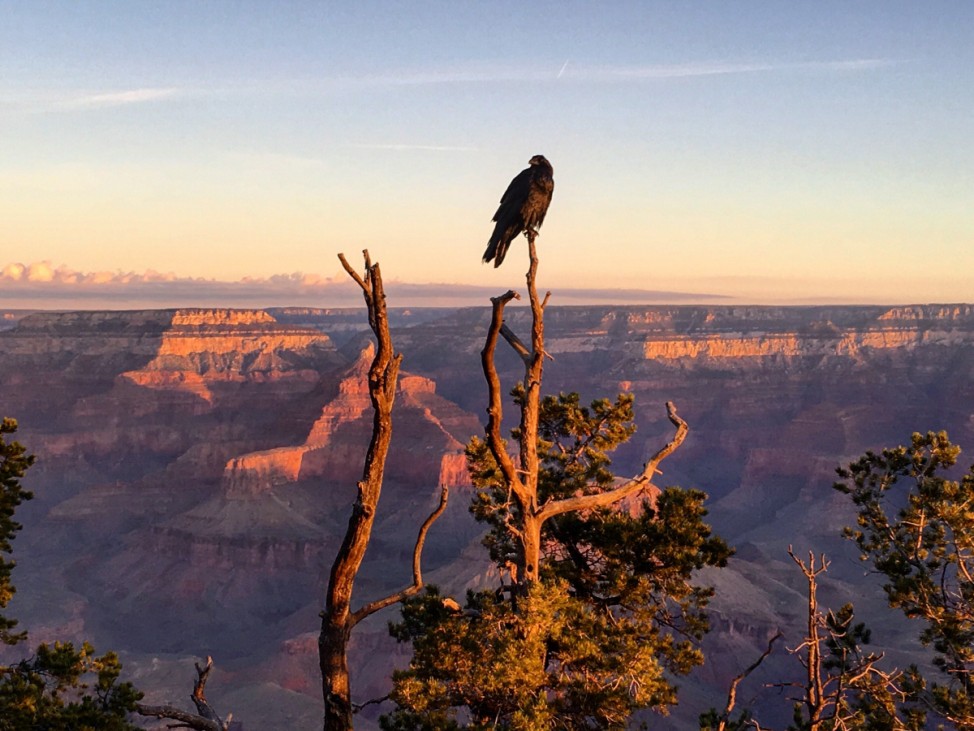 Grand Canyon Jubiläum Nationalpark 100 Jahre