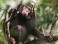 Young wild Chimpanzee Pan troglodytes schweinfurthii Tongo Virunga National Park Kivu Democrati