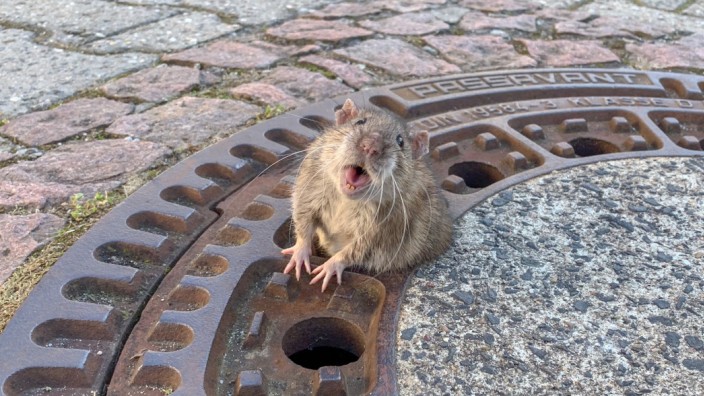 Ratte aus Gullydeckel befreit
