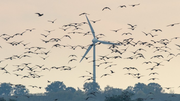 Naturschutz: Windrad vs. Wildgans: Wie kann der Ausbau Erneuerbarer Energien so gelingen, dass Natur- und Tierschutz nicht darunter leiden?