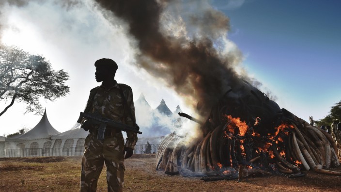 Naturschutz: Kampf gegen Wilderer: In Kenia werden 105 Tonnen Elfenbein verbrannt (Archivbild).