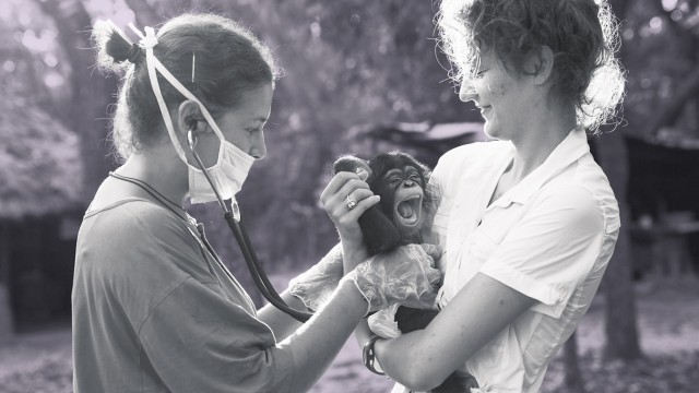 Rehabilitating Chimpanzees - A Labour Of Love