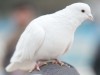 Weiße Tauben in Afghanistan