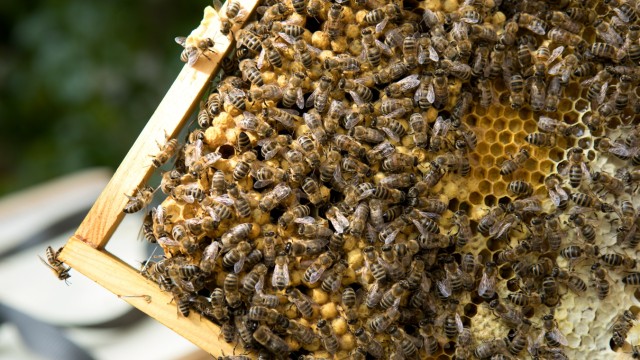 Bienenzucht in München, 2018