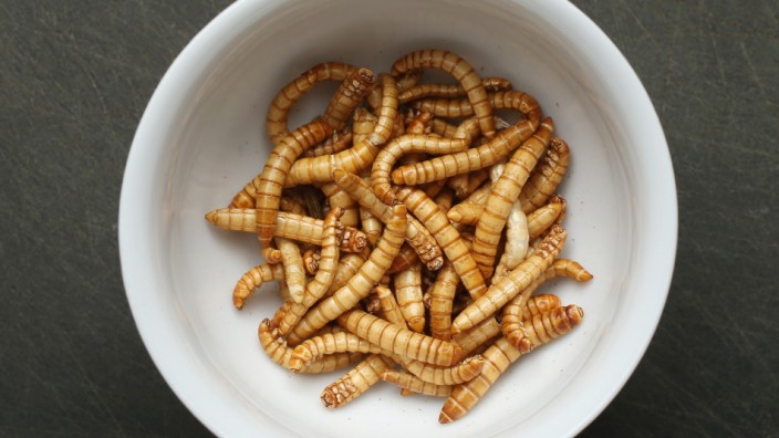 Insects: Our Food Of The Future?