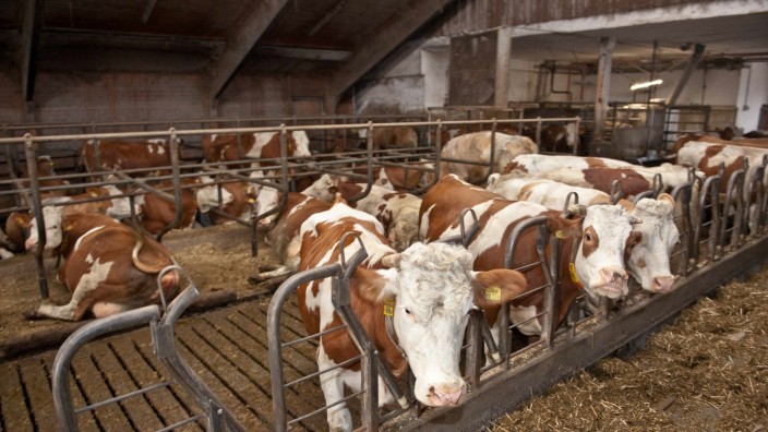 Landwirtschaft: Im Stall von Thomas Unkelbach laufen die Kühe frei herum. Hinten rechts die silberne Box, in der ein Roboter die Tiere melkt.