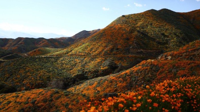 Mary Hunter Austin: "Land of Little Rain": Blitzhafte Momentaufnahmen, ein großes Weltbeseelungsprogramm: Wilde Mohnblumen auf den Hügeln des Walker Canyon in Kalifornien.