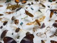 Eine Vielfalt von Insekten aus der Sammlung des Museums fuer Naturkunde in Berlin Foto vom 20 02 20