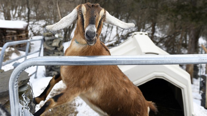 Goat elected honorary 'Pet Mayor' in Vermont