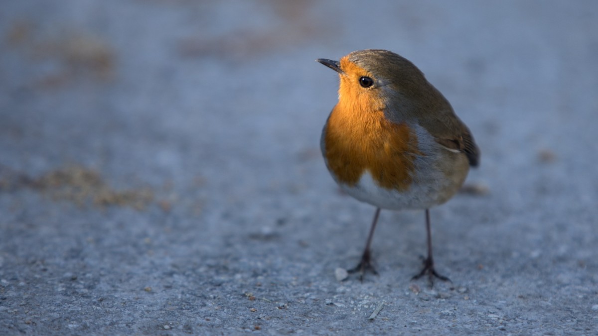 Nature conservation in the SPD: rebellion of the robins – politics