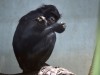 Bonobo-Affe Bili