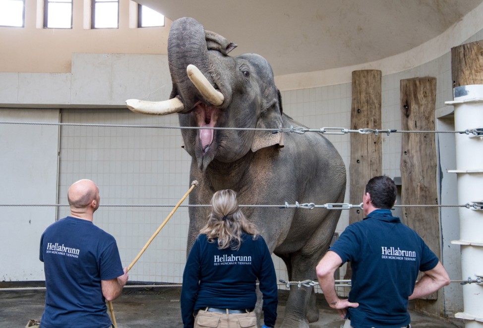 Tierpark Hellabrunn - Medical Training ; Elefant Prophylaxe Tierpark Hellabrunn