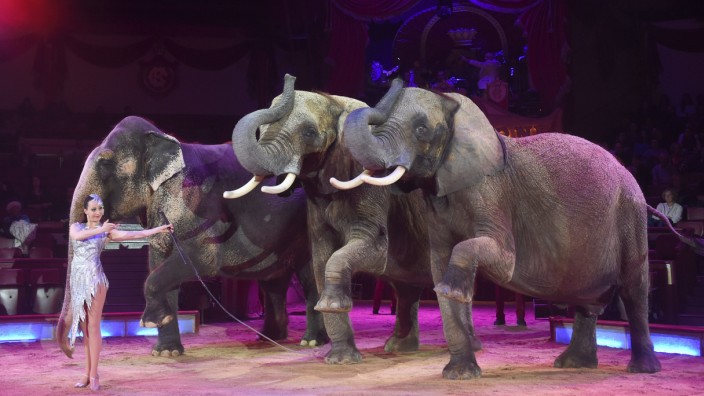 Elefanten im Circus Krone Bau in München