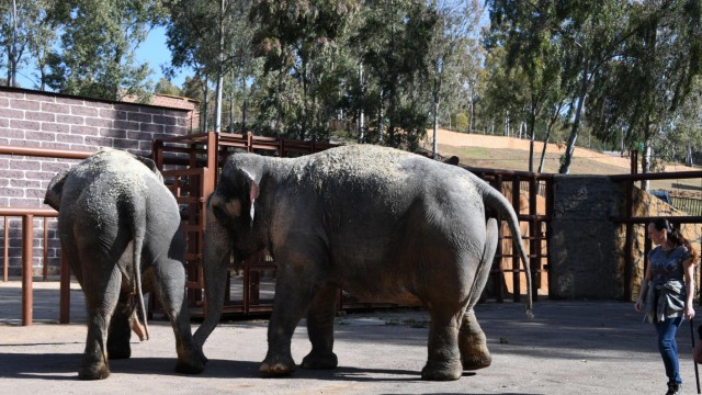 Circus Krone entlässt Elefanten in den Ruhestand