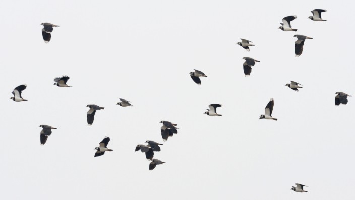Zugvögel in Hessen