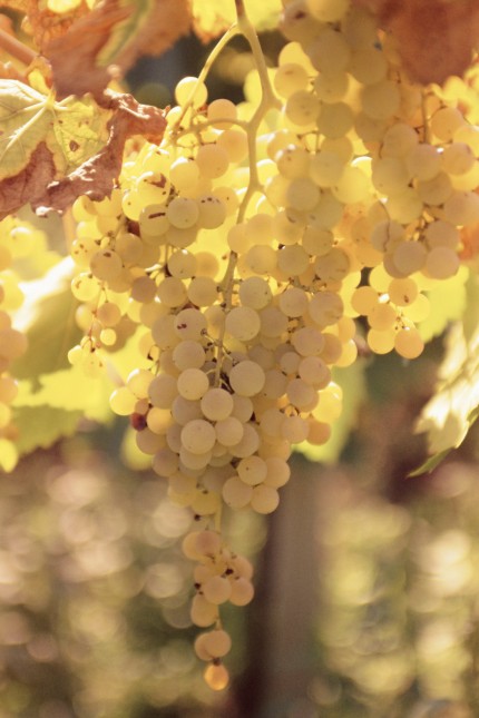 Die Malvasia ist eine von drei Traubensorten, aus denen der Prosecco produziert wird.