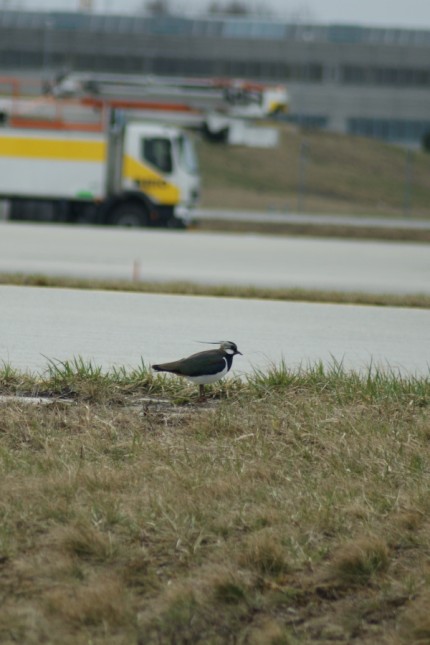 Immer mehr Vögel am Flughafen: Ein Kiebitz sitzt im kurzen Gras neben den asphaltierten Flächen des Rollfelds am Flughafen München.