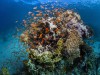 Korallenriff - Great Barrier Reef