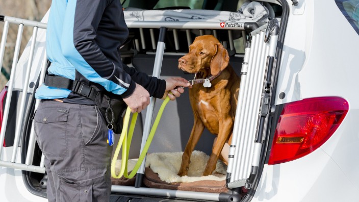 Haustiere fahren am sichersten in einer Box im Auto mit