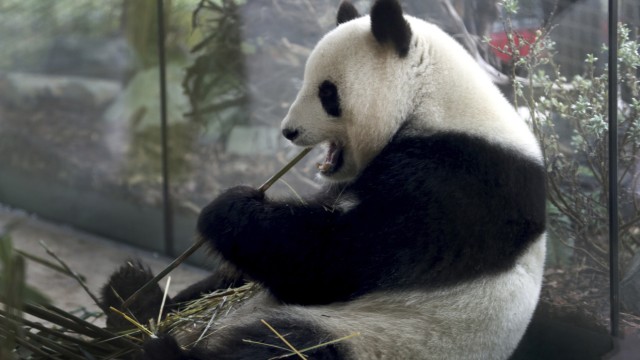 Pandabären in Berlin: Panda-Dame Meng Meng knabbert gemütlich an einer Bambusprosse.