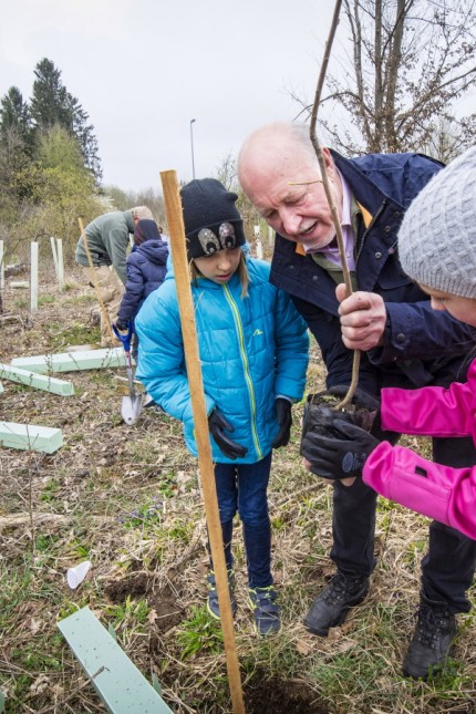 Forstwirtschaft: Martin Fink, der Vorsitzende der Starnberger Waldbesitzervereinigung, hilft den beiden Gilchinger Schülerinnen Emma und Melina beim Einpflanzen einer Elsbeere.