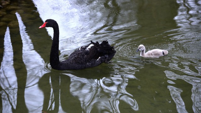 Geflügelpest in München: Ein Trauerschwan mit grauem Jungtier schwimmt durch den Tierpark: Fast 100 Wildvogelarten und 45 heimische Vogelarten leben in Hellabrunn.