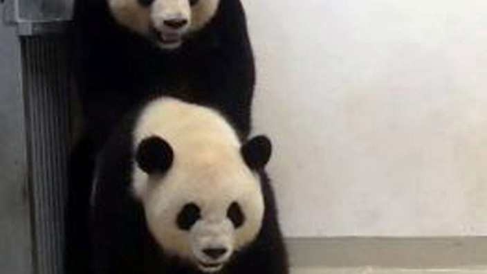 Chinese male panda bear Jiao Qing and female Chinese panda bear Meng Meng in their enclosure in Berlin