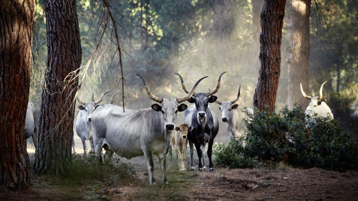 Tiere: Ursprüngliche Rinderrasse: Marremmana-Kühe leben in den Grassteppen der südlichen Toskana.