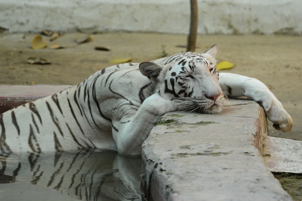 Eine weiße Tigerin sucht Abkühlung. Die Hitze im Kamla Nehru Zoo in Ahmedabad misst über 40 Grad.