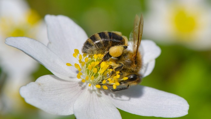 Naturschutz: Die Bienen haben mit dem Volksbegehren viel Unterstützung erfahren, doch noch sind nicht alle Ziele umgesetzt.