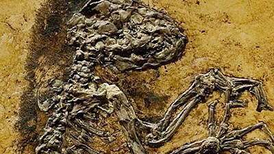 Grube Messel: Das Skelett des "'Ida" genannten Fossils der Spezies "Darwinius masillae" aus der Grube Messel.