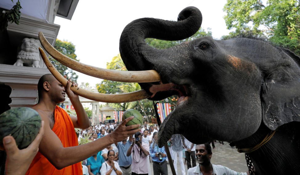 A Buddhist monk offers a watermelon as he prepares to bless the temple's elephant during a ceremony as part of the Sinhala, Hindu and Tamil new year celebrations in Colombo