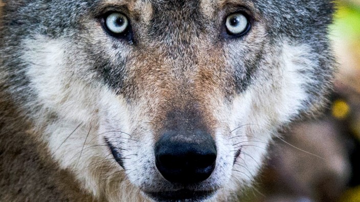 Verband: Jagd würde für mehr Akzeptanz des Wolfs sorgen