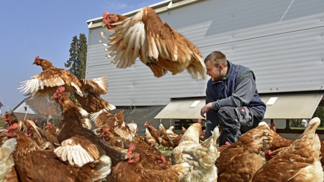 Ostergaben: Josef Mayer junior war der erste Geflügelhalter im Landkreis, der sich ein Hühnermobil zulegte. 850 Legehennen hat der Mammendorfer Landwirt.