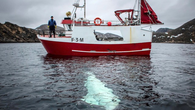 A white whale wearing a harness is seen next to a fishing boat off the coast of northern Norway