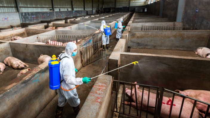 China Responds To Outbreak Of African Swine Fever