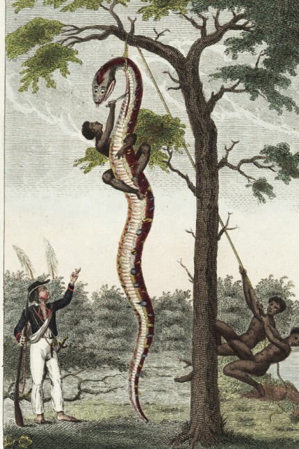 African slaves skinning a boa constrictor on a plantation in Surinam.