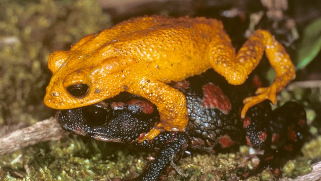 Ausgestorbene Tiere: Der Name Goldkröte ist streng enommen eher für das männliche Tier passend, hier oben. Die Weibchen sind eher schwarz-gelb gefärbt mit scharlachroten Punkten, dafür dabei größer als die Männchen.
