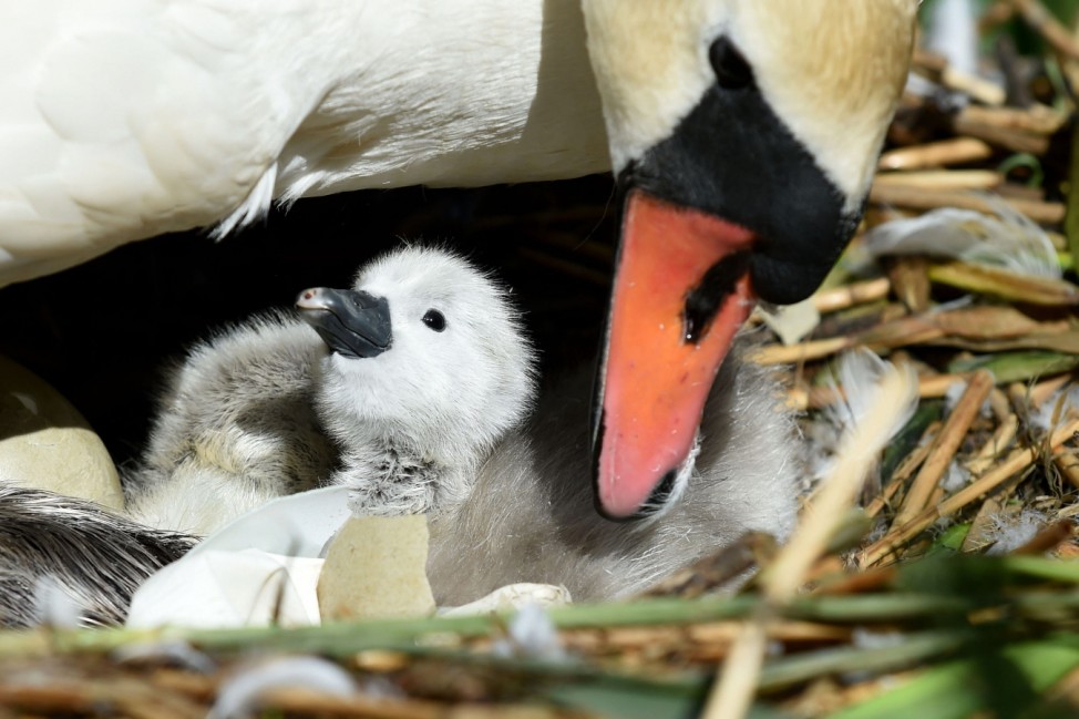 First Cygnets Of The Year Hatch At Abbotsbury Swannery