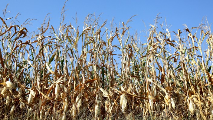 Klimawandel: Ernteeinbußen sind eine Folge der anhaltenden Trockenheit.