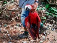 Artensterben - ein getöteter Papagei im Amazonas-Gebiet